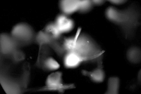 Animation