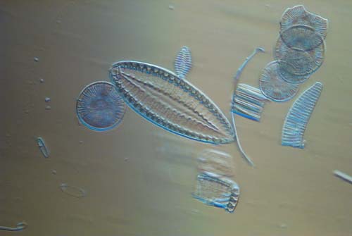 fossile Diatomeen