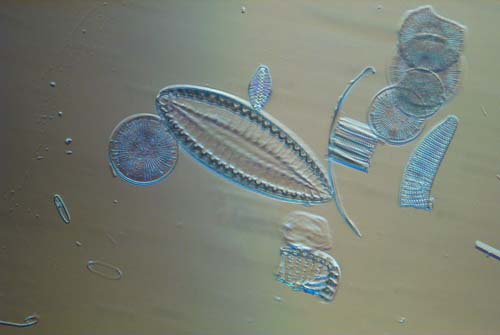 fossile Diatomeen
