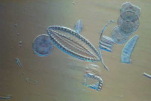 fossile Diatomeen
