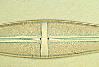 Stauroneis phoenicenteron