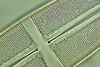 Stauroneis phoenicenteron