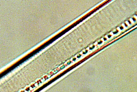 Nitzschia obtusa