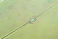 Pleurosigma angulatum
