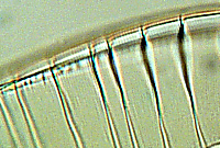 Surirella