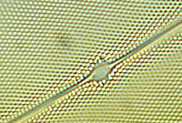 Pleurosigma angulatum