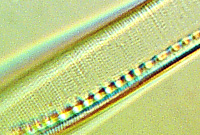 Nitzschia obtusa