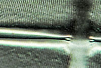 Stauroneis phoenicenteron