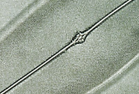 Pleurosigma angulatum
