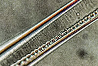 Nitzschia obtusa