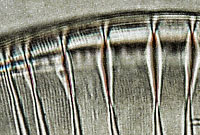 Surirella gemma
