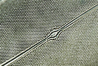 Pleurosigma angulatum