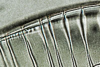 Surirella