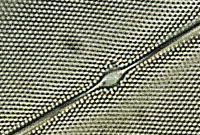 Pleurosigma angulatum