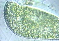 Paramecium bursaria -DIC-Aufnahmen