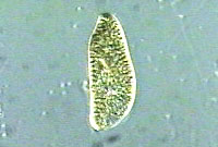 Paramecium bursaria -DIC-Aufnahmen