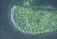 Paramecium bursaria -DIC-Aufnahmen